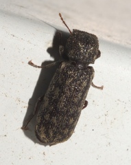 Lichenophanes truncaticollis
