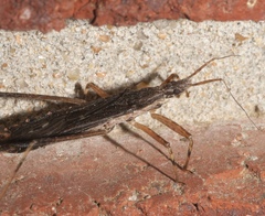 Pygolampis pectoralis