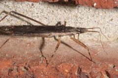 Pygolampis pectoralis