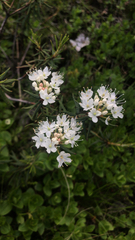 Rhododendron tomentosum