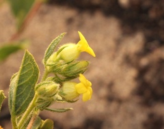 Hermannia salviifolia