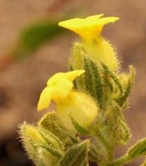 Hermannia salviifolia