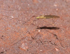 Leiponeura