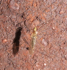 Leiponeura