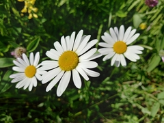 Leucanthemum vulgare
