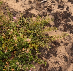 Hermannia salviifolia