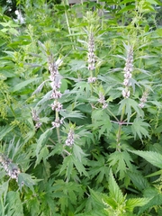 Leonurus quinquelobatus