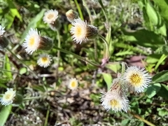 Erigeron acris