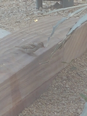 Passer domesticus