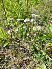 Erigeron acris