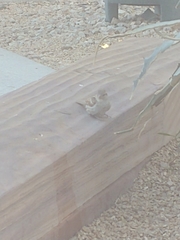 Passer domesticus
