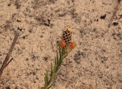 Phylica imberbis eriophoros