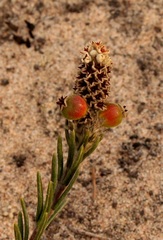Phylica imberbis eriophoros