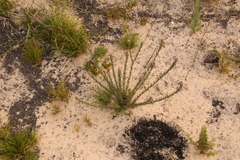 Phylica imberbis eriophoros