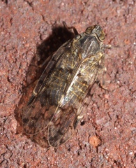 Melanoliarus placitus