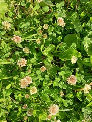 Trifolium repens