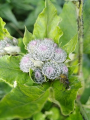 Arctium tomentosum