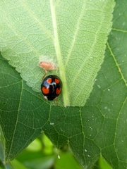 Harmonia axyridis