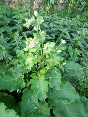 Arctium tomentosum