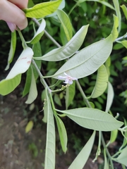 Tabernaemontana amygdalifolia