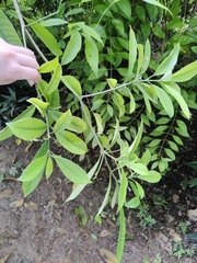 Tabernaemontana amygdalifolia