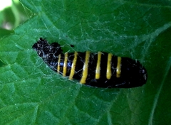 Abraxas grossulariata