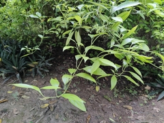 Tabernaemontana amygdalifolia