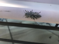 Chalcophora virginiensis