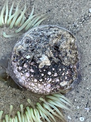 Strongylocentrotus purpuratus