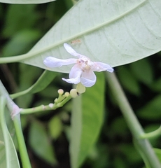 Tabernaemontana amygdalifolia