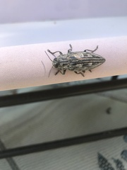 Chalcophora virginiensis