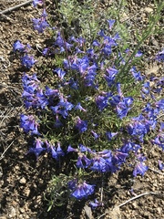 Penstemon albertinus
