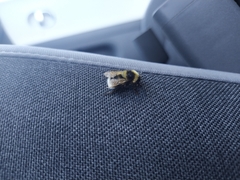 Bombus