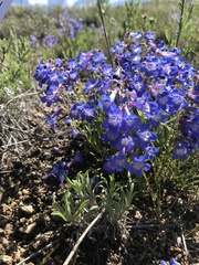 Penstemon albertinus