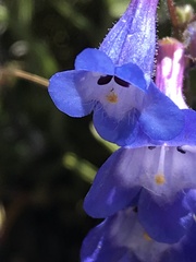 Penstemon albertinus