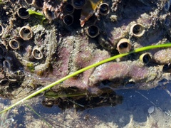 Eudistoma psammion