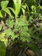 Pteris tripartita