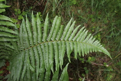 Dryopteris filix-mas