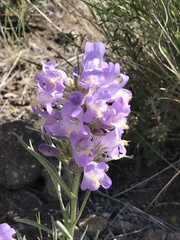Penstemon eriantherus