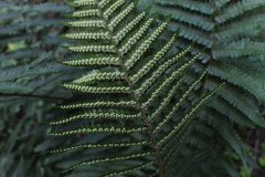 Dryopteris filix-mas
