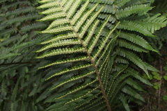 Dryopteris filix-mas