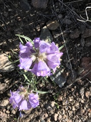 Penstemon eriantherus