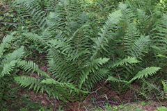 Dryopteris filix-mas