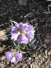 Penstemon eriantherus