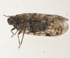 Melanoliarus placitus