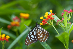 Tirumala limniace limniace