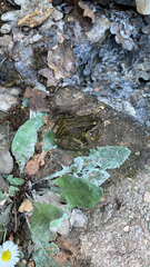 Rana temporaria