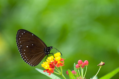 Euploea tulliolus koxinga