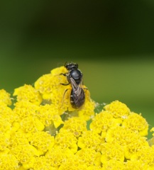 Hemihalictus