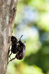 Trypoxylus dichotomus tsunobosonis